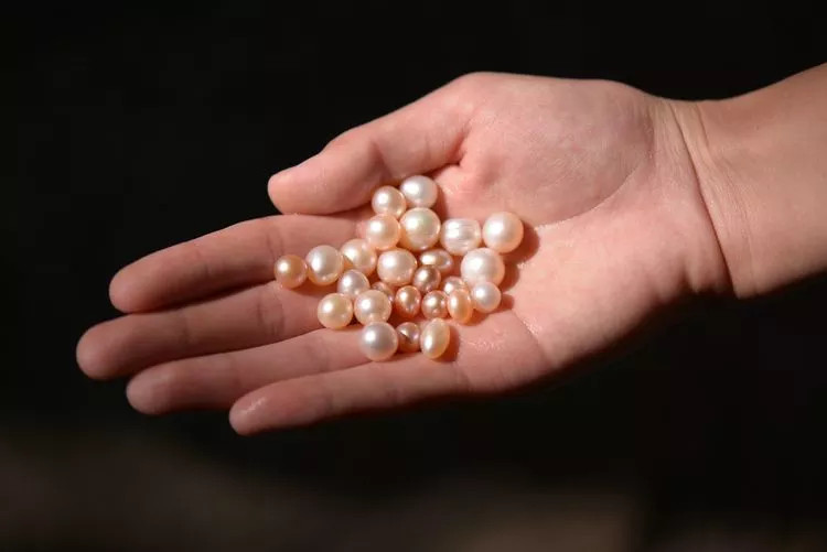河蚌珍珠图片