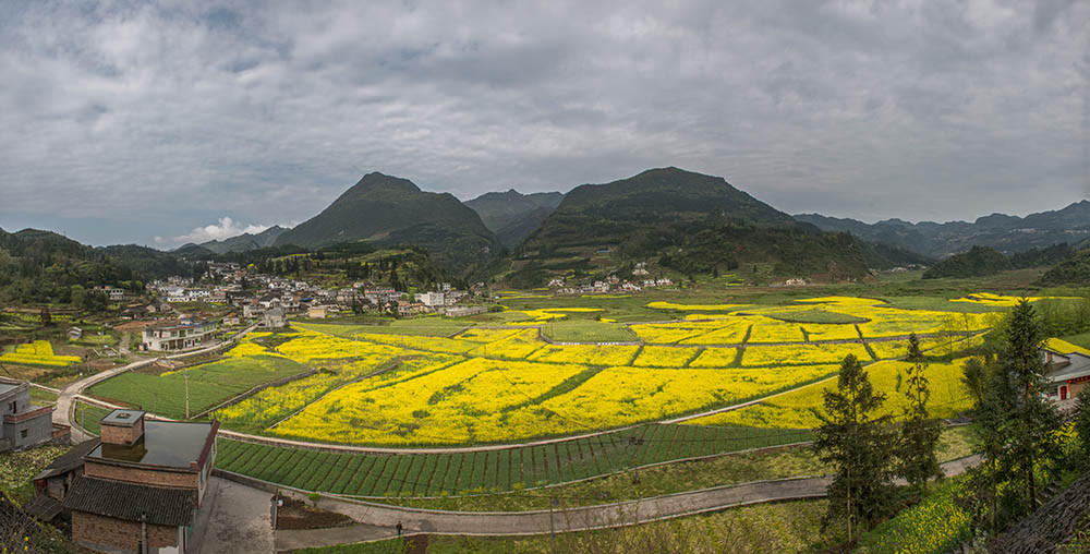 叙永县正东镇擦耳岩菜花黄!