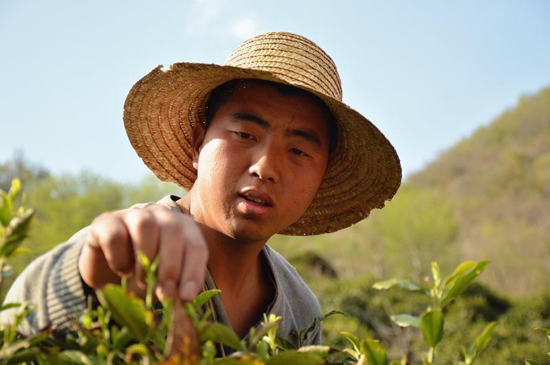 茶农王业鹏,90后,6年前随父亲开始采茶制茶,已经是两个孩子的父亲.