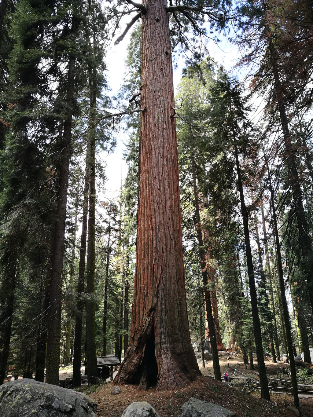 美景不分国界,2017再闯美西之:美国红杉树国家公园(sequoia national