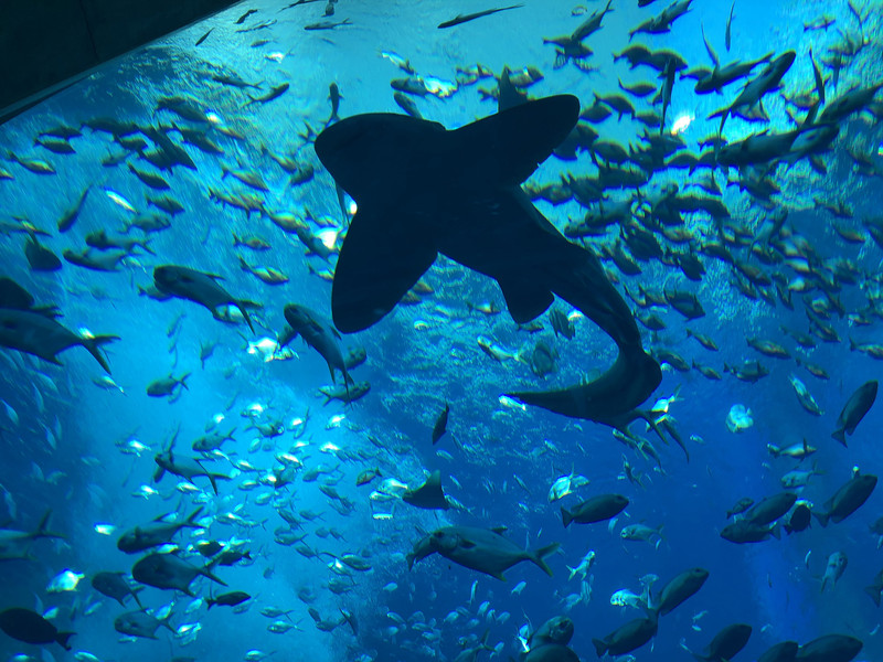 亚特兰蒂斯失落的空间水族馆