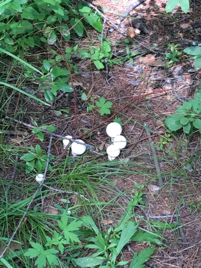 树下的小白蘑菇