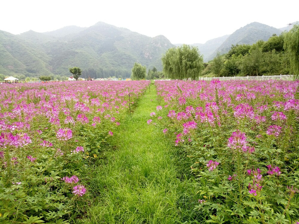 花红草绿