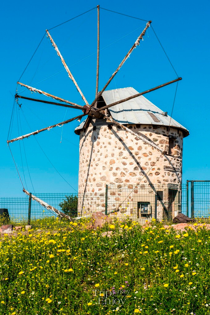 博德鲁姆 bodrum dogirmen古老风车