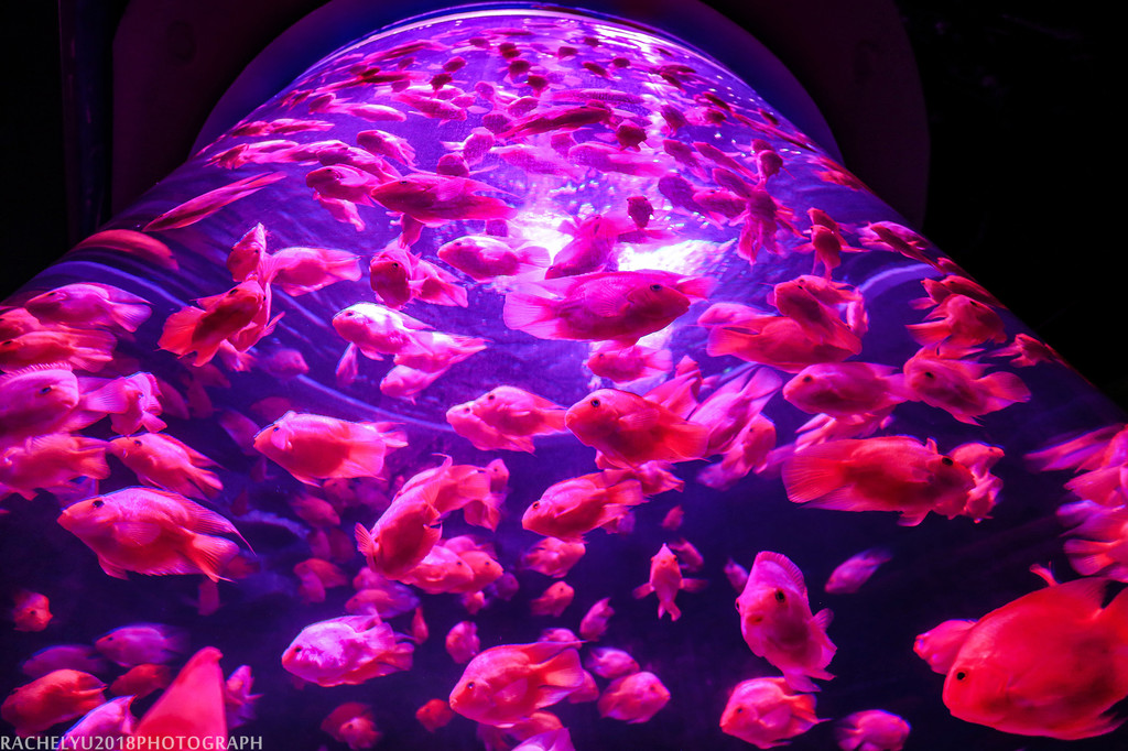 海洋大世界