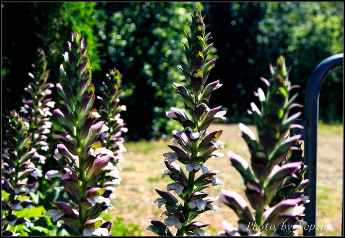 老丁介绍说,科林斯柱头是用植物茛苕(acanthus)来作装饰