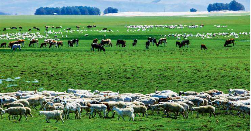 四子王旗草原游牧畜牧业是生态剧目的舞台