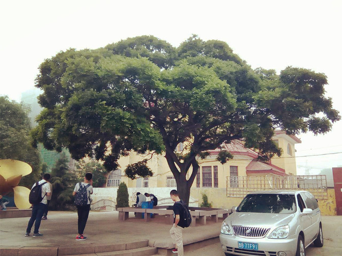 室内展厅旁边的大树,树形像伞一样为树下的人遮阳挡雨.