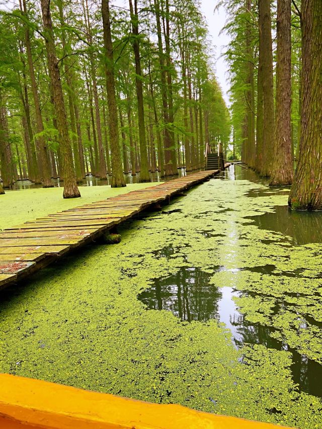 渌洋湖湿地公园