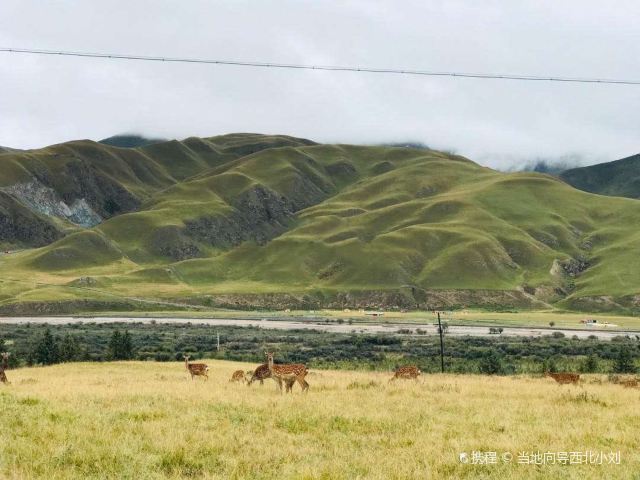 祁连祁连鹿场攻略,祁连祁连鹿场门票/游玩攻略/地址