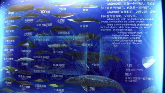 刘公岛鲸馆门票,威海刘公岛鲸馆攻略\/地址\/图片