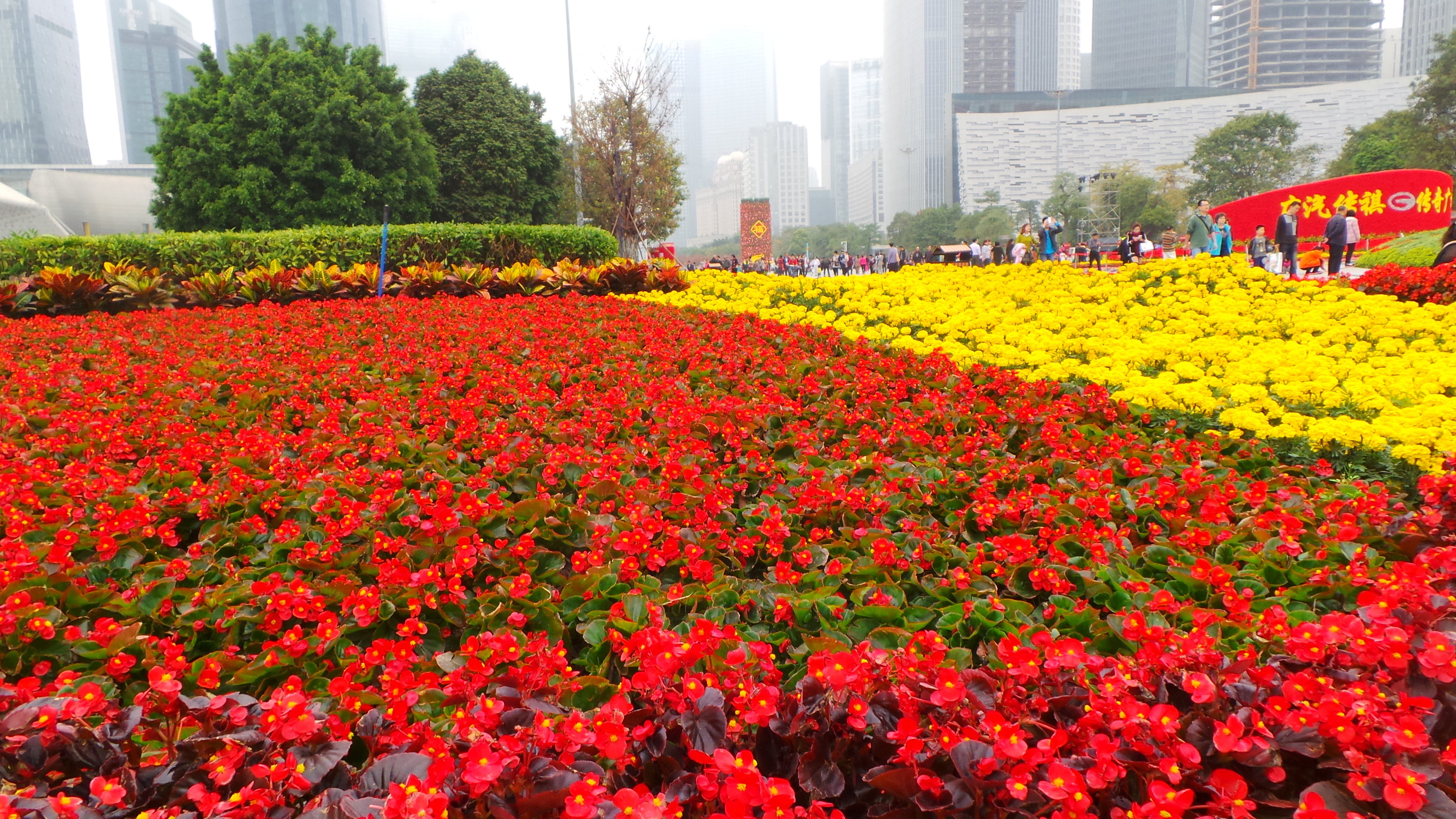 "广州过年,花城看花"