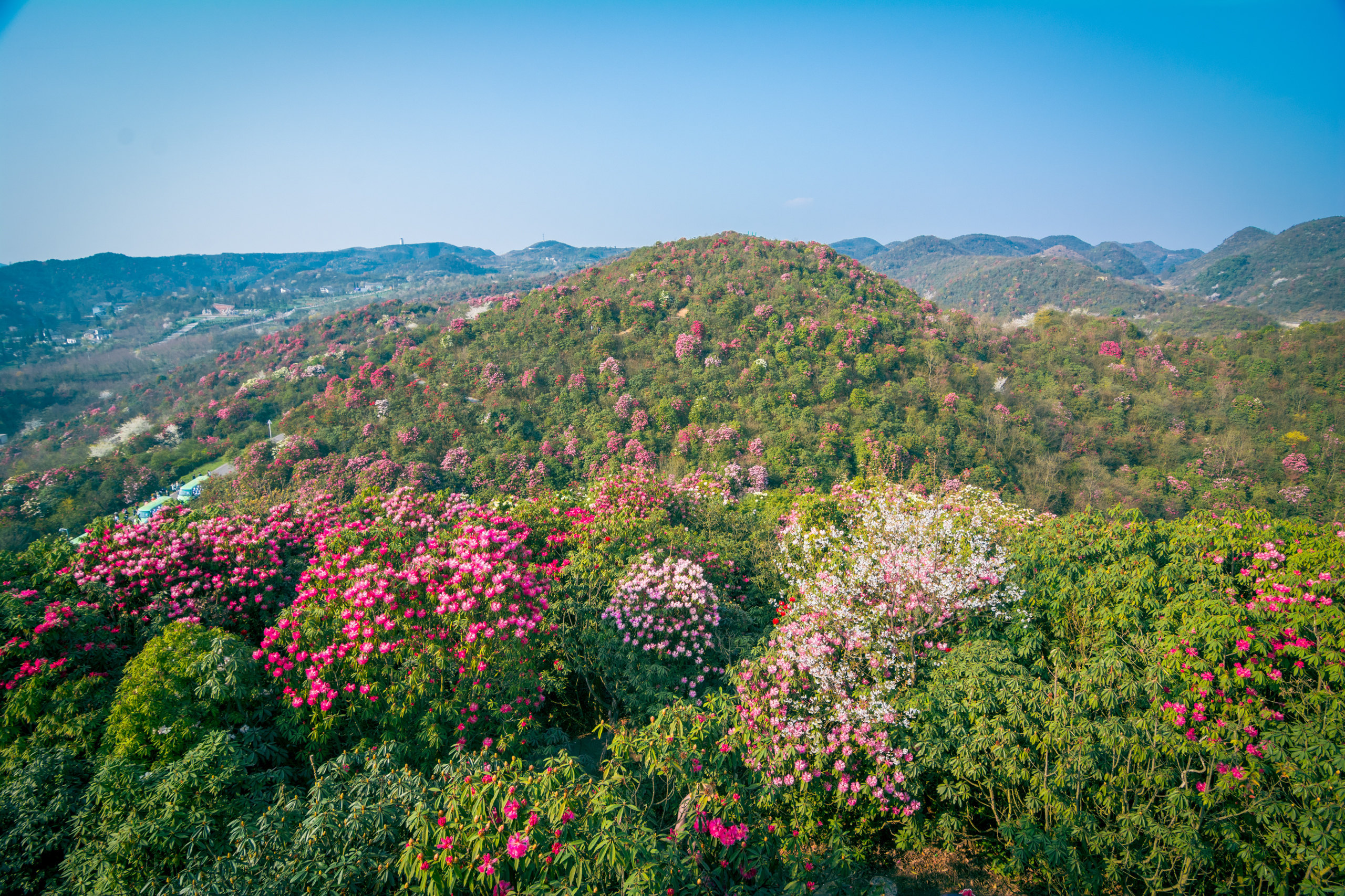 百里杜鹃风景区门票_百里杜鹃风景区旅游攻略_毕节百里杜鹃风景区攻略