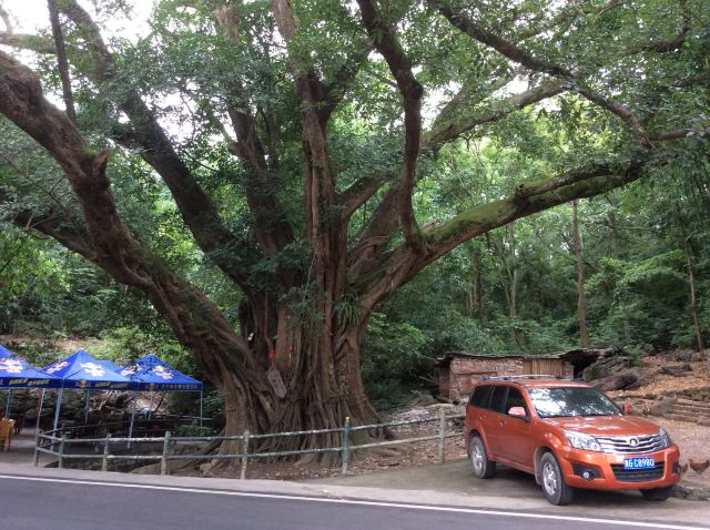 景区道路旁的大榕树