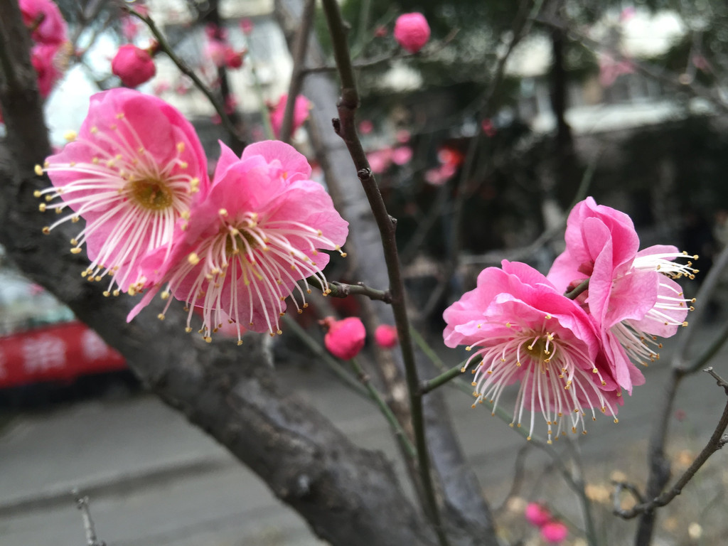 南京的市花有多美-梅花告诉你