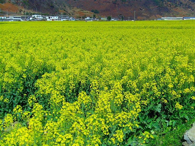 春季出发米易县普威镇油菜花观赏自由行实用图文攻略