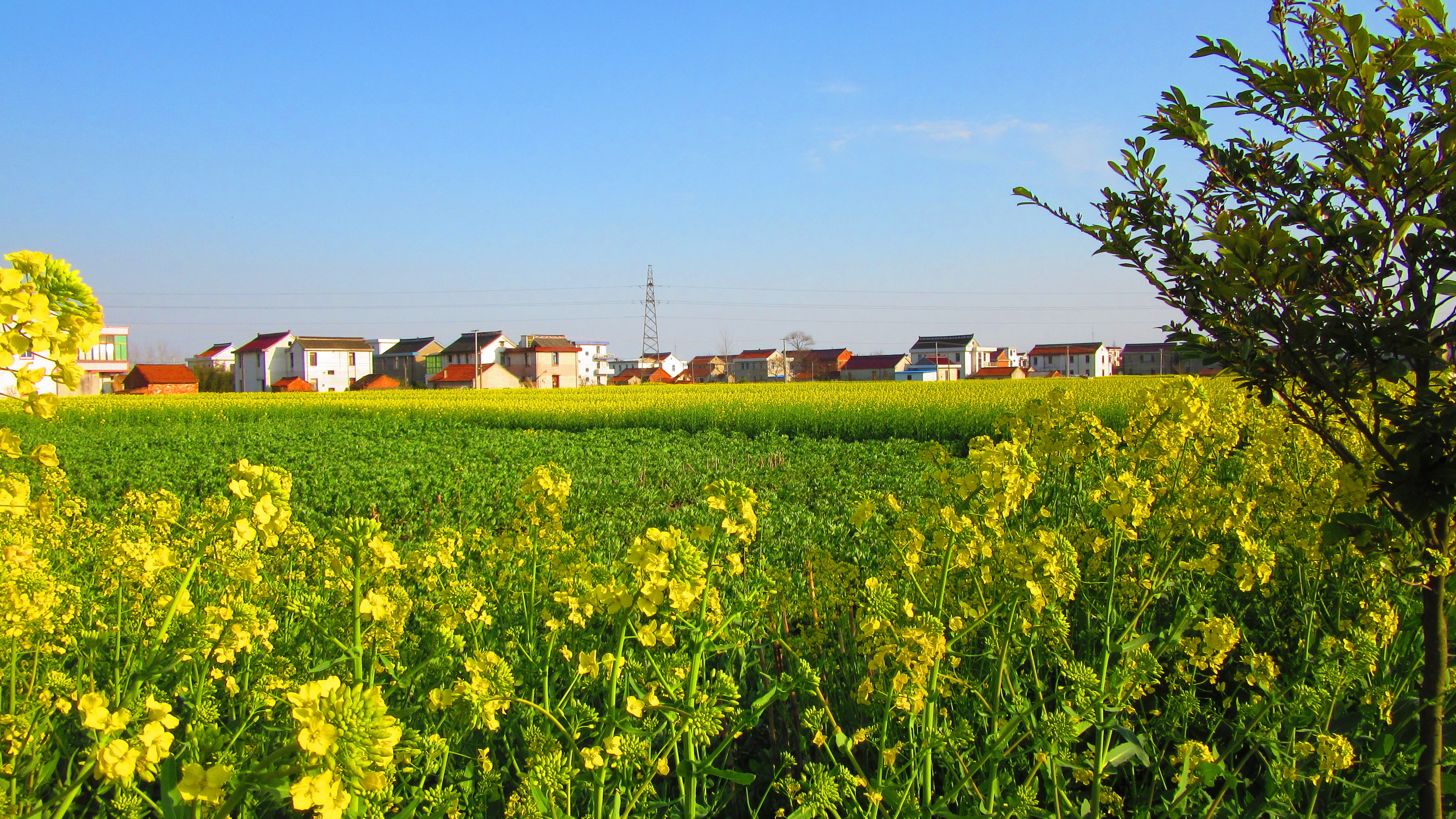 春游好时光,江海大平原遍地金黄