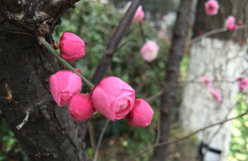 每年3月都会在梅花山举办梅花节,吸引各地游客前来观赏