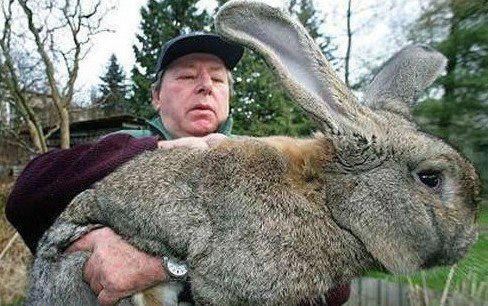 世界上最大的兔子有多大?英国惊现体长1.1米的世界最大兔子【携程攻略】