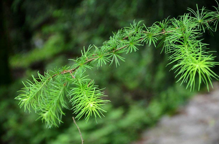 北纬30°的代表性植物——针叶植物.