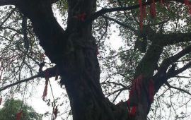 铜梁巴岳山天气预报,历史气温,旅游指数,巴岳山