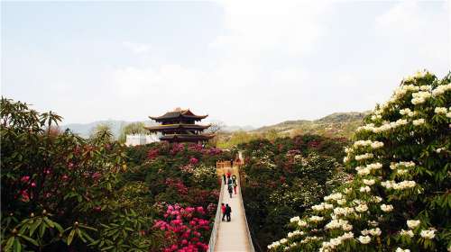 百里杜鹃风景区门票,百里杜鹃风景区门票价格,百里区