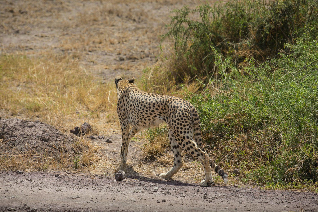 african safari[1 乞力马扎罗的呼唤