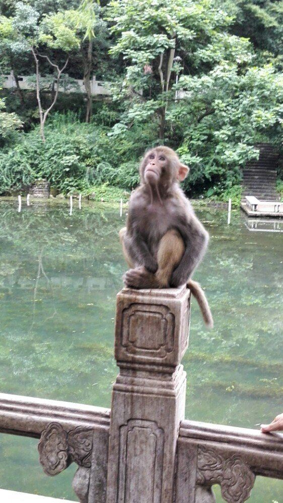 黔灵山公园的猴子
