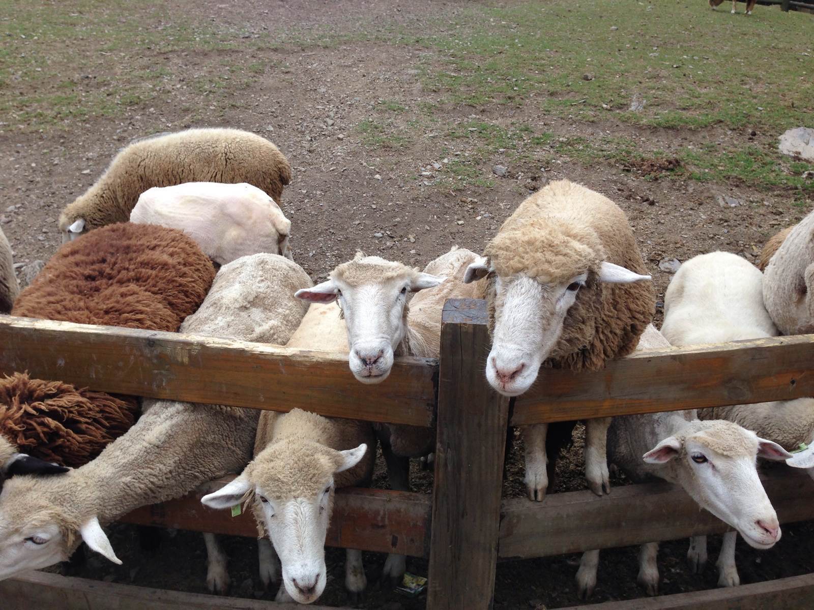 羊圈里的羊高清摄影大图-千库网