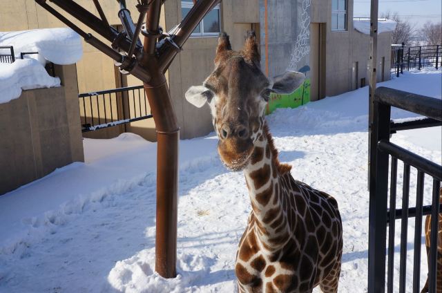 北海道の冬 d5-旭山动物园(3)