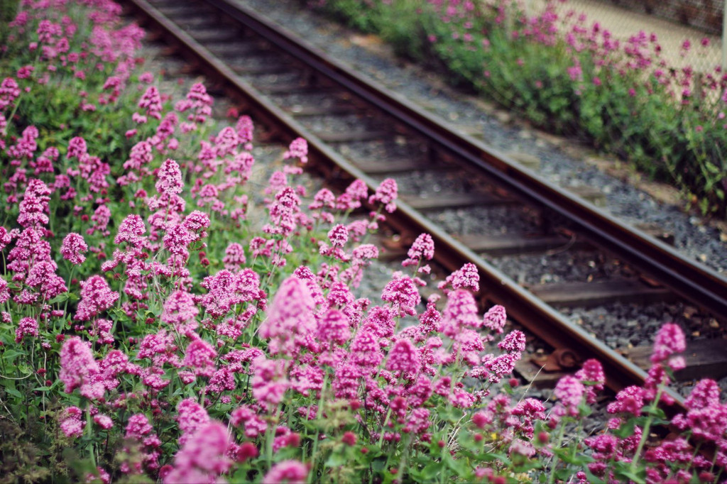 一路繁花