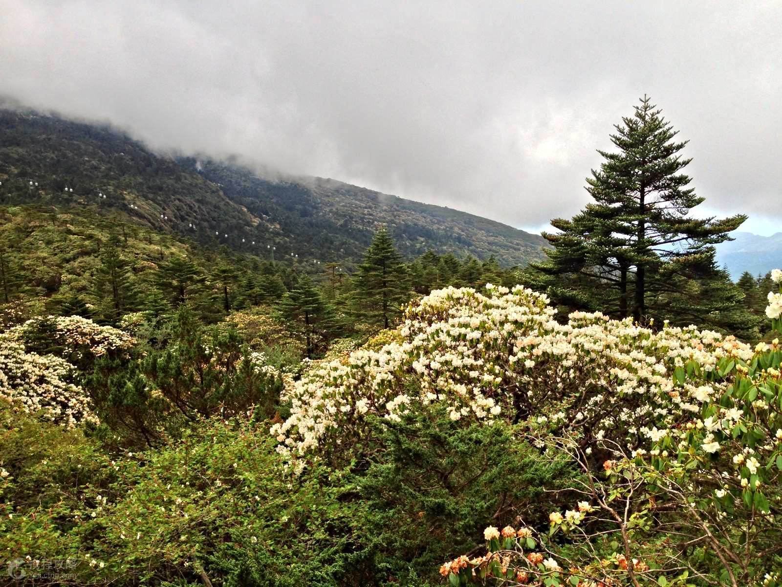 自然探索 【雪山杜鹃】元谋土林 轿子雪山杜鹃花 东川红土地 抚仙湖7