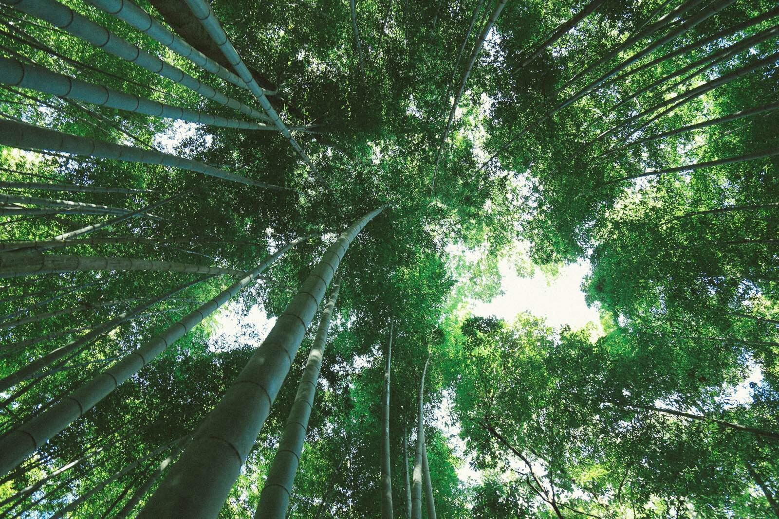 京都嵯峨野竹林