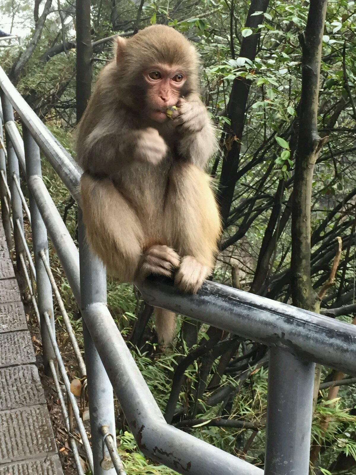 遭遇猴子围攻抢食,真实版猩球大战. 天下第一桥景区