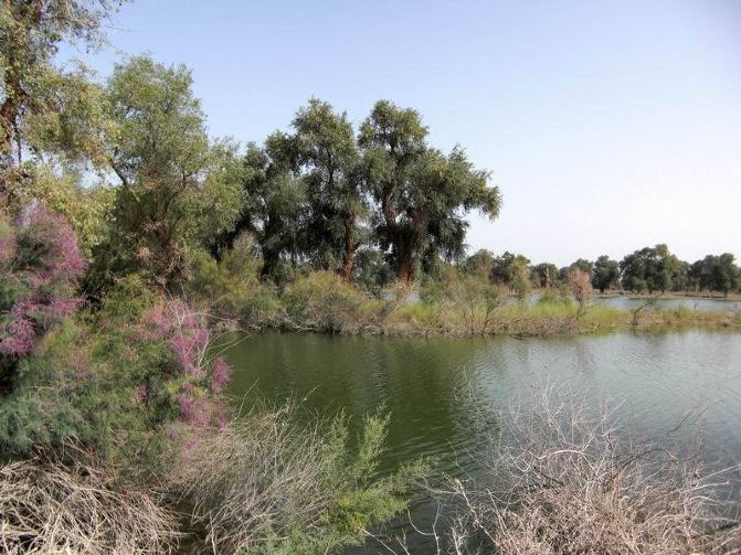 #写意金秋#南疆塔里木河畔胡杨林 - 阿克苏游记