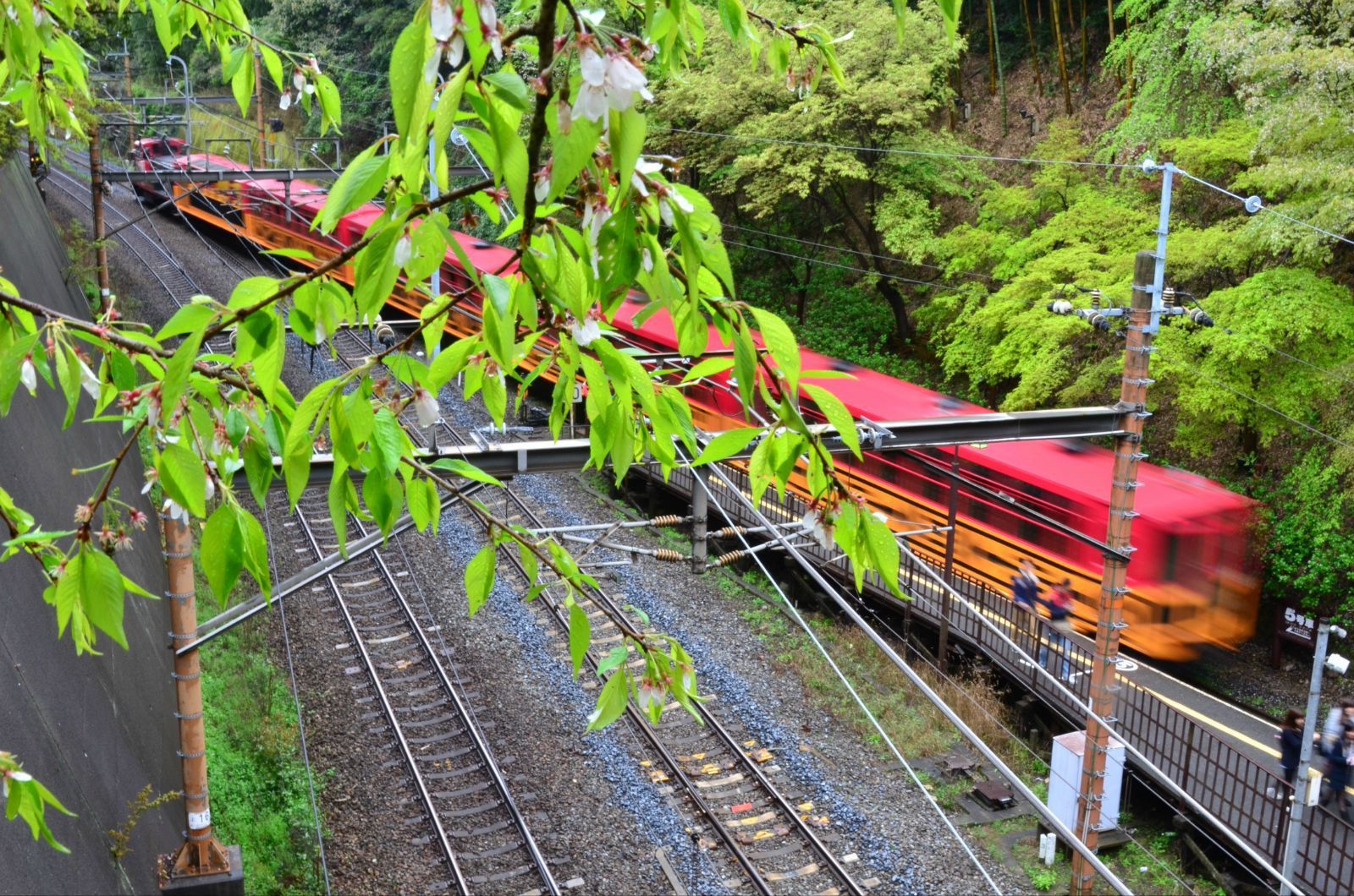 醒目的小火车在充满绿意的山谷间穿梭 京都岚山