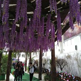 陈村花卉世界门票,佛山陈村花卉世界攻略/地址/图片