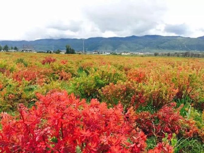 滇行丽江,大理,香格里拉景点门票全攻略 - 丽江