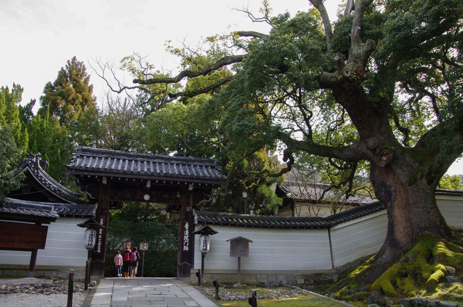 【携程攻略】京都青莲院庭园景点,日式山水庭院，以水池为中心，周围环绕着土山、溪流、木桥、石头等，…