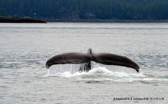 鲸鱼的寿命一般多久 CggYGVXFOUuATFUiAAUHp-t4VxM982_C_671_10000_Q90.jpg