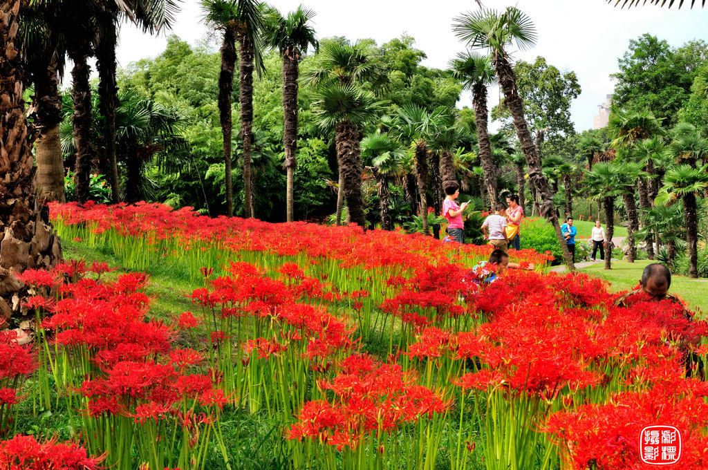 鲜红魅惑的"彼岸花"石蒜盛放于上海植物园