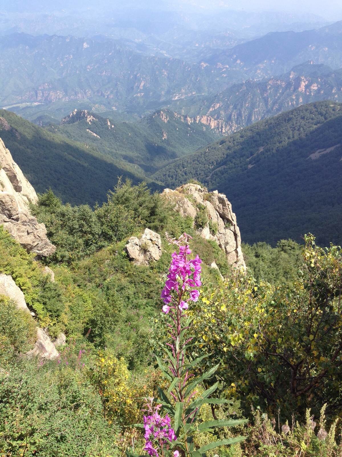 山顶的野花 雾灵山风景区