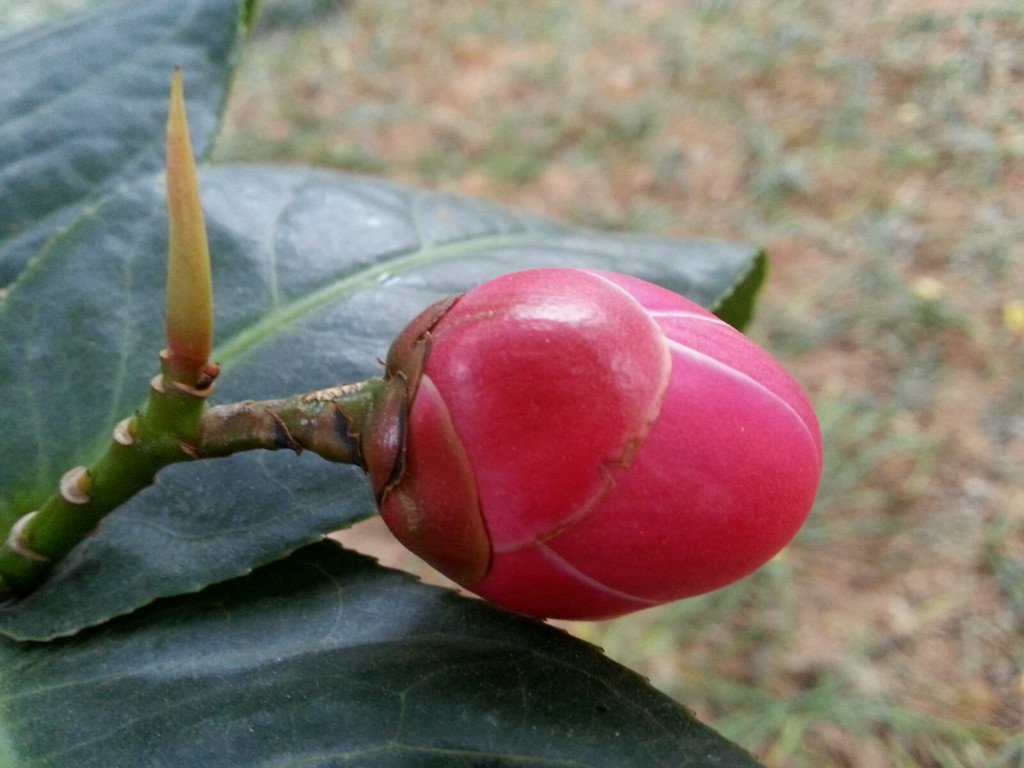 茶花