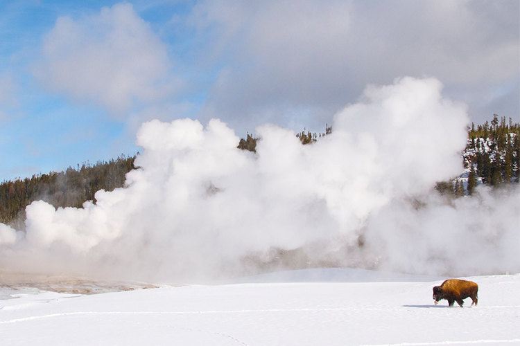 - 目的地简介 ------ 黄石国家公园(Yellowstone National Park):简称黄石公园,1872年3月1日它被正式命名为保护野生动物和自然资源的国家公园,于1978年被列入世界自然遗产名录。这是世界上第一个最大的国家公园。很多人都以为,黄石公园冬天太冷了,要封园,禁止游客,其实并非如此。冬天的黄石和夏天就像是两个世界,园里处处被极厚的冰雪覆盖,地热温泉和间歇泉在雪天里有很多奇特的景象,室外温度达到-30到-40左右。冬季去黄石公园旅游一样其乐无穷。 - 先睹为快 ------