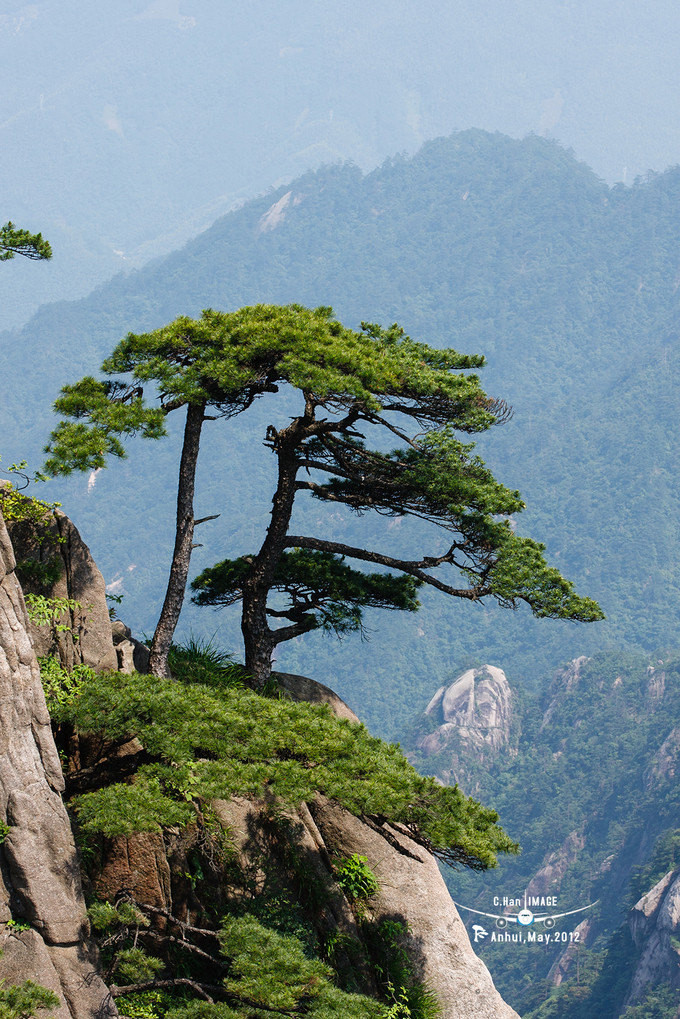 壁纸 风景 树 松 松树 680_1019 竖版 竖屏 手机