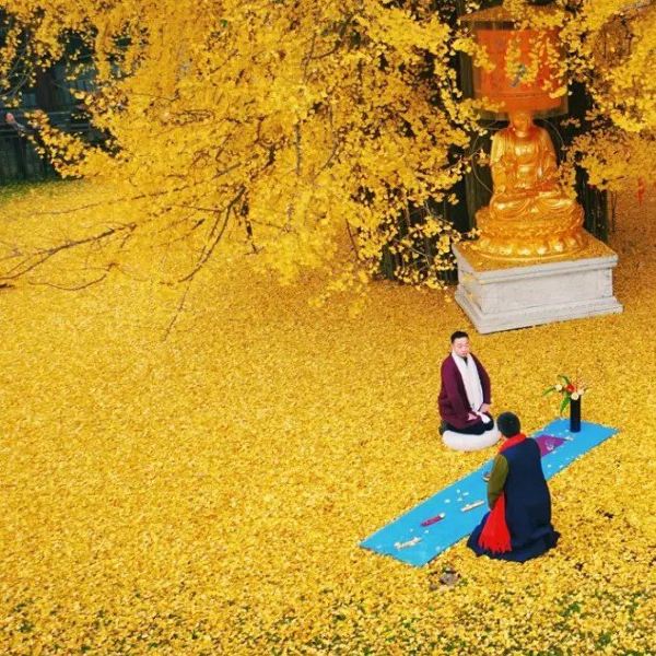 唐太宗种了一棵银杏树，1400年后惊艳了全世界!【携程攻略】