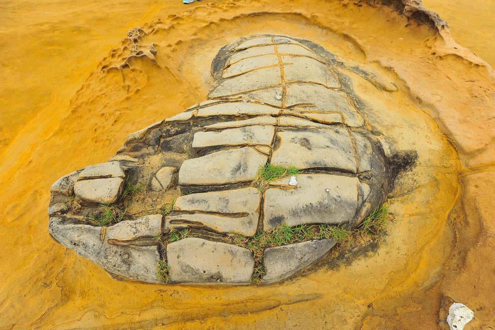 这是谁的脚印? 野柳地质公园