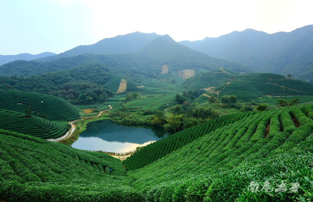 龙坞茶村则拥有千亩茶园,被誉为天下第一茶村,层层叠叠的茶树环绕着