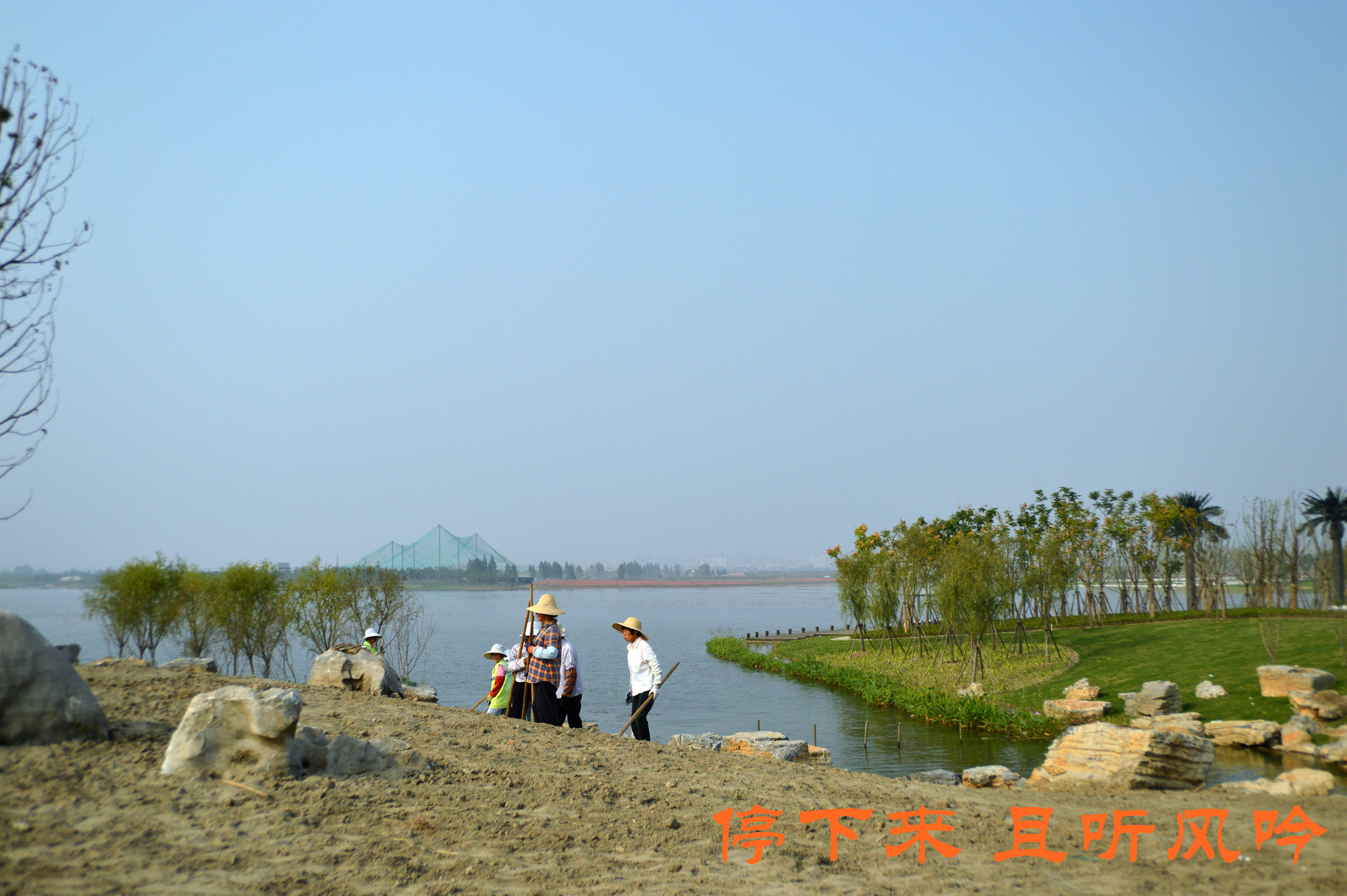 固城湖国家城市湿地公园花海——江苏最大花海