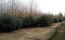 金山区枫叶岛天气预报,历史气温,旅游指数,枫叶